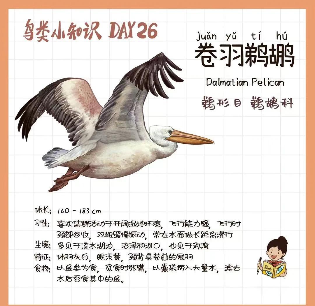 鹈鹕怎么读鹈鹕读音简述